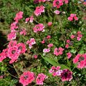 Verbena x 'Sissinghurst'